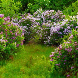 Jigsaw puzzle: Lilac in the forest