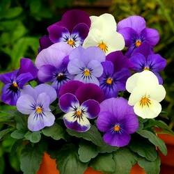 Jigsaw puzzle: Pansy eyes