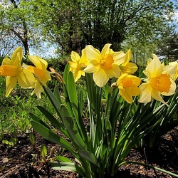 Jigsaw puzzle: Daffodils in the sun