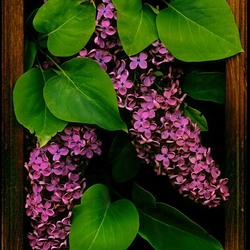 Jigsaw puzzle: Lilac branch