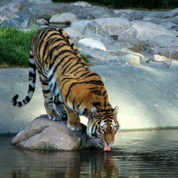 Jigsaw puzzle: Tiger at the watering hole