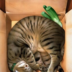 Jigsaw puzzle: Sleeping in a box is sweeter