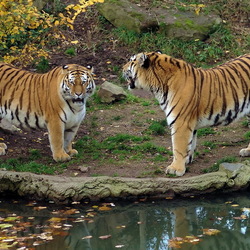 Jigsaw puzzle: Tigers by the river