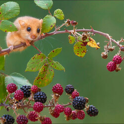 Jigsaw puzzle: Dormouse in blackberry