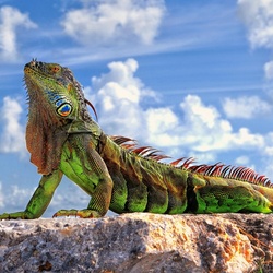 Jigsaw puzzle: Green Iguana (Florida Dragon)