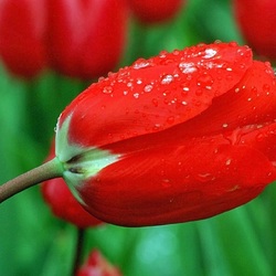 Jigsaw puzzle: Dew on a tulip