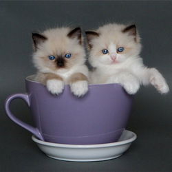 Jigsaw puzzle: Kittens in a cup