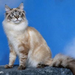 Jigsaw puzzle: Handsome Maine Coon