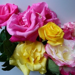 Jigsaw puzzle: Multicolored roses