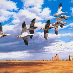 Jigsaw puzzle: Geese fly