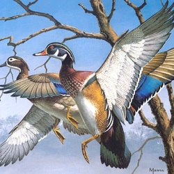 Jigsaw puzzle: Duck couple
