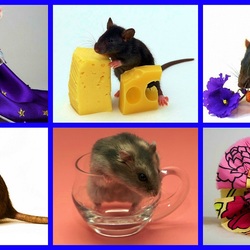Jigsaw puzzle: Rodents