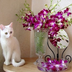 Jigsaw puzzle: Kitty and orchids