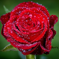 Jigsaw puzzle: Rose and raindrops