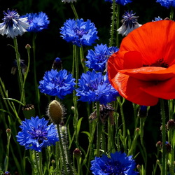 Jigsaw puzzle: Red poppy among blue cornflowers