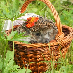 Jigsaw puzzle: Hedgehog in a basket