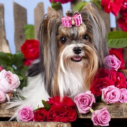 Jigsaw puzzle: Terrier and roses