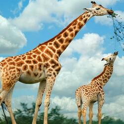 Jigsaw puzzle: Giraffes