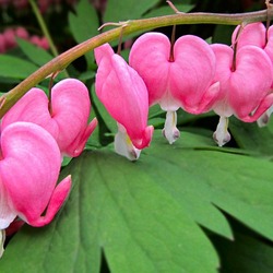 Jigsaw puzzle: Dicentra, or 