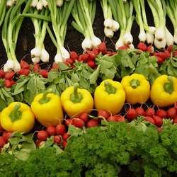 Jigsaw puzzle: Rows of vegetables