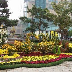 Jigsaw puzzle: Chrysanthemum Exhibition in Seoul
