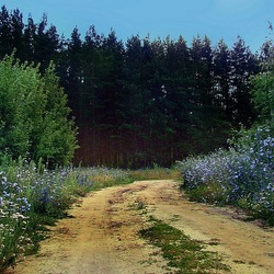 Jigsaw puzzle: Country road in the forest