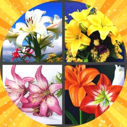 Jigsaw puzzle: Lilies