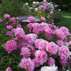Jigsaw puzzle: Pink peonies
