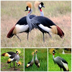 Jigsaw puzzle: Crowned cranes