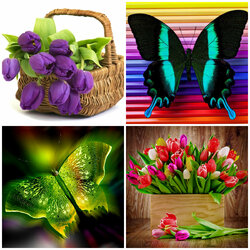 Jigsaw puzzle: Tulips and butterflies