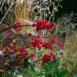 Jigsaw puzzle: Among the herbs