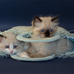 Jigsaw puzzle: Cats in a basket