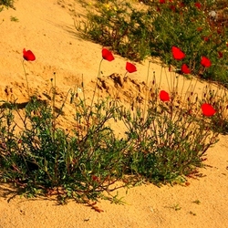 Jigsaw puzzle: Poppies in the desert