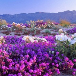 Jigsaw puzzle: Blooming desert