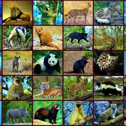 Jigsaw puzzle: In the animal world