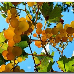 Jigsaw puzzle: The sun is lost in the grapes
