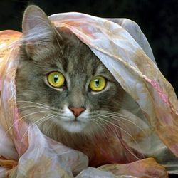 Jigsaw puzzle: Cat in a kerchief