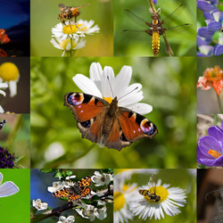 Jigsaw puzzle: Collage insects