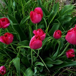 Jigsaw puzzle: Tulips in the garden