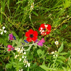 Jigsaw puzzle: Wildflowers