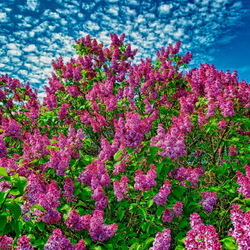 Jigsaw puzzle: Lilac blooms