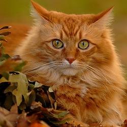 Jigsaw puzzle: Red-headed cat