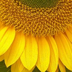 Jigsaw puzzle: Sunflower - flower of the Sun