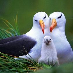 Jigsaw puzzle: Happy seagull family