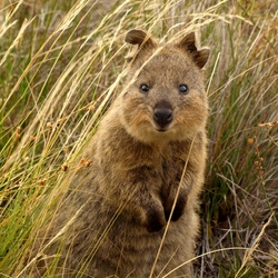 Jigsaw puzzle: Quokka