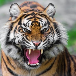Jigsaw puzzle: Tiger grin