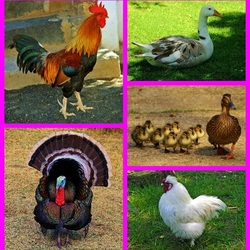 Jigsaw puzzle: Poultry