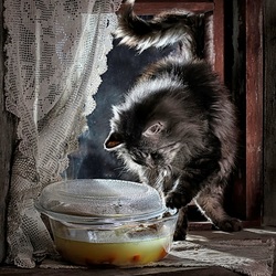 Jigsaw puzzle: Soup with a cat