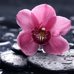 Jigsaw puzzle: Orchid