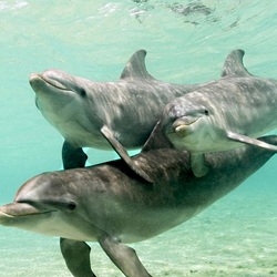 Jigsaw puzzle: Dolphins